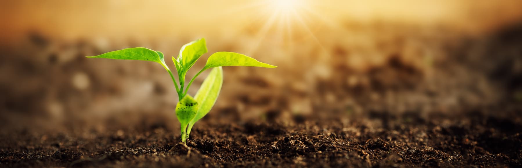 Knowledge Emerges Through Conversation